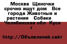 Москва! Щеночки срочно ищут дом - Все города Животные и растения » Собаки   . Челябинская обл.,Куса г.